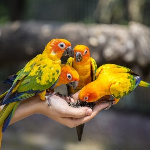 Periquitos