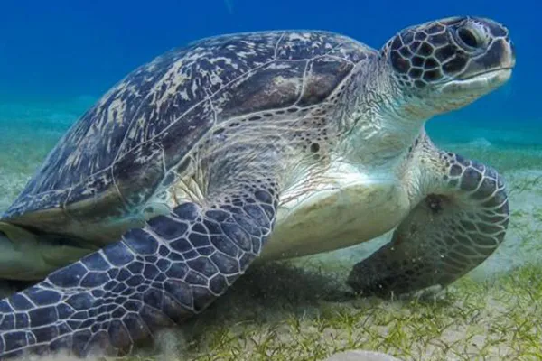 Como Criar Tartarugas